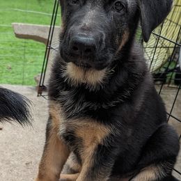 German Shepherd Puppies from Saint Pete Sheps