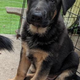German Shepherd Puppies from Saint Pete Sheps