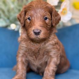 Maserati - Red  male Goldendoodle puppy in Yuciapa, California from AlltheDoodlez_
