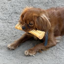 Lily - Cavalier King Charles Spaniel