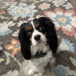 Tinkerbell - Cavalier King Charles Spaniel