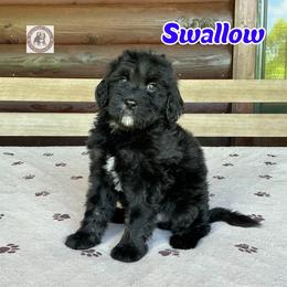Swallow - Black male Bernedoodle puppy in Banner Elk, North Carolina from Walnut Tree Bernedoodles