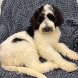 Harriet - Black and white female Sheepadoodle puppy in Watford City, North Dakota from Smith Acres Doodles