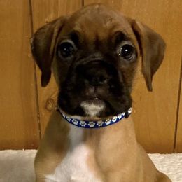 Boxers from Toledo Bend Boxers