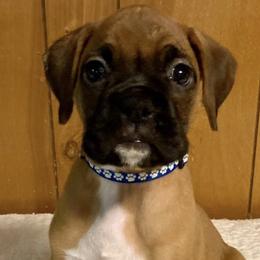 Boxers from Toledo Bend Boxers