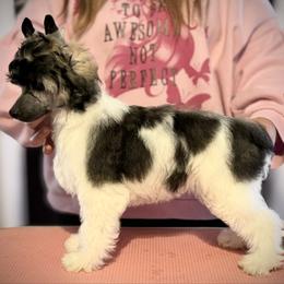 Simon - Sable male Chinese Crested puppy in Ocala, Florida from Sommer Standards & Chinese Cresteds