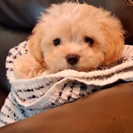 Maltipoo Puppies from Little Cupcakes and Little Pumpkins Maltipoos