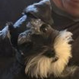 Miniature Schnauzer Puppies from Pups With Potential