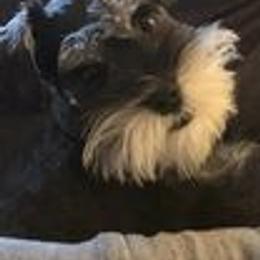 Miniature Schnauzer Puppies from Pups With Potential