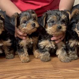 Yorkshire Terriers from Russell Puppies