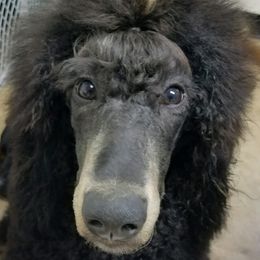 Teun - Poodle
