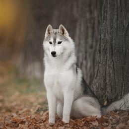 Chiyo - Siberian Husky