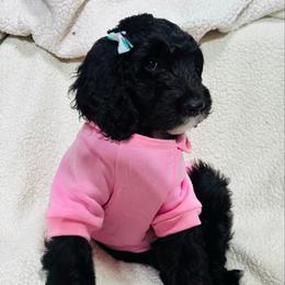 ASPEN - Black and white female Sheepadoodle puppy in Buffalo, Minnesota from Fur-ever Doodles