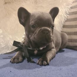 French Bulldog Puppies from Galm Frenchies
