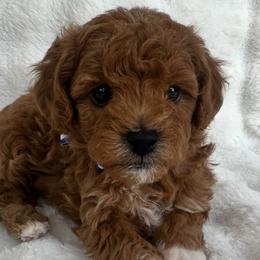 Goldendoodles from Lady's Liberty Litter