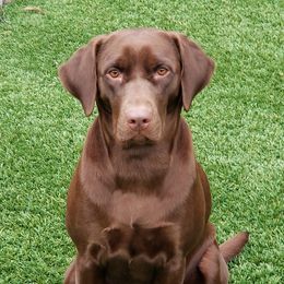 Willow - Labrador Retriever
