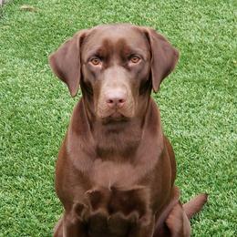 Willow - Labrador Retriever
