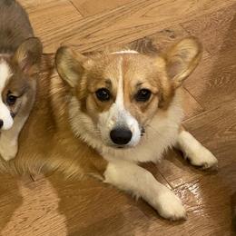 Pembroke Welsh Corgis from LS Valley Corgis