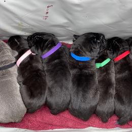 Cane Corso Puppies from Busch Kennels LLC