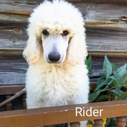 Rider - Cream male Poodle puppy in Greenville, North Carolina from Grace Poodles