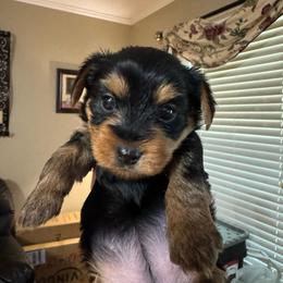 Mama's little angel - Black and tan female Yorkshire Terrier puppy in Killen, Alabama from Yorkie Oodle Doodle