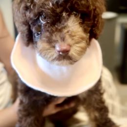 STAR - Chocolate female Goldendoodle puppy in Houston, Texas from Pia’s Doodle Poodle Wag