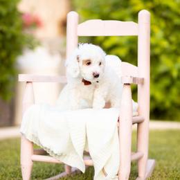 Bam Bam - Parti male Goldendoodle puppy in Wake Forest, Utah from Dreamcoat Doodles
