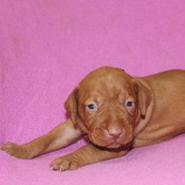Vizsla Puppies from Pheasant Poppers Vizslas