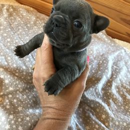 French Bulldog Puppies from Crooked C Ranch