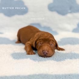 Butter Pecan - Red  male Goldendoodle puppy in Dallas County, Texas from Dream A Little Doodle
