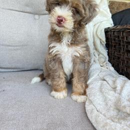 Finn - Tri-color male Bernedoodle puppy in Holtwood, Pennsylvania from Country Ridge Puppies