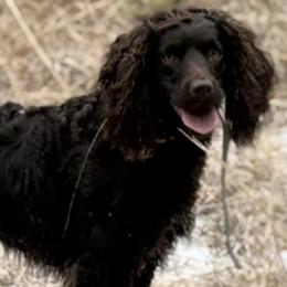 Gretchen - Boykin Spaniel