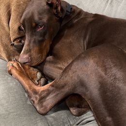 Remy - Red and rust male Doberman Pinscher puppy in Fostoria, Michigan from Jensen Dobermans and Dachshunds