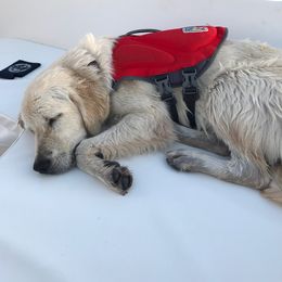 Golden Retriever Puppies from Coconut Cream Goldens