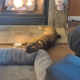 American Bully Puppies from Shooting Star Bullies