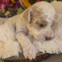 Lexus - Blenheim female Cavapoo puppy in Gunnison, Utah from Curls and Camo Pups