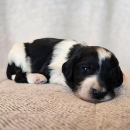 Captain Marvel - Black and white female Sheepadoodle puppy in Ashton, Idaho from Kerr Kanine Ranch