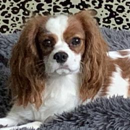 Taz - Cavalier King Charles Spaniel