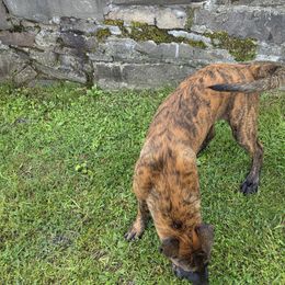 Dutch Shepherd Puppies from Acadia CanineTM