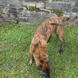 Dutch Shepherd Puppies from Acadia CanineTM