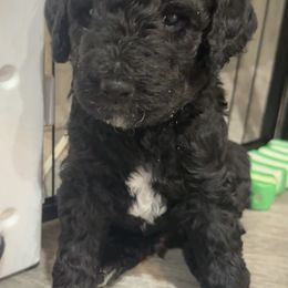 Goldendoodle Puppies from AZ Stickerdoodles