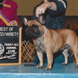 French Bulldogs and Mastiffs from Ashlan French Bulldogs/Divine Mastiffs
