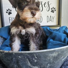 Love - Liver female Miniature Schnauzer puppy in Crosby, Texas from Raisin' the Woof Schnauzers