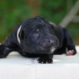 Felix - Black male German Shepherd puppy in Nacogdoches, Texas from Vom Hausgladfel