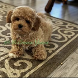 Cavapoo, Maltipoo, and Poodle Puppies from McCraws N Paws