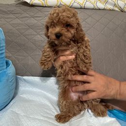 Ron - Red  Poodle puppy in Cypress, Texas from Toy Poodle Kingdom
