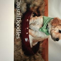 Double Doodle Puppies from Fiona’s Coastal Doodles