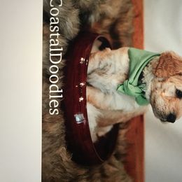 Double Doodle Puppies from Fiona’s Coastal Doodles