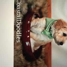 Double Doodle Puppies from Fiona’s Coastal Doodles