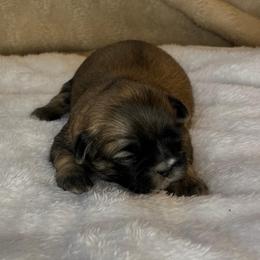 Willow - Brindle female Shih Tzu puppy in Reading, Michigan from You Little Shih-tzu’s 😊
